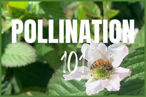 Let's Talk About Pollination